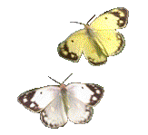 papillon_041 (20K)